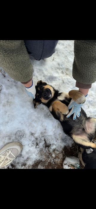 Отдам щенков, мальчик