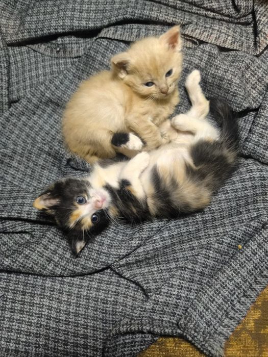 Отдам котят добрые руки!