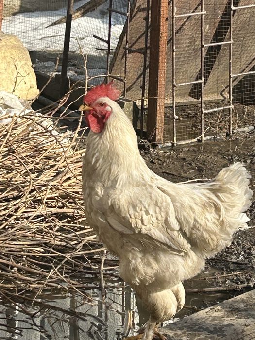 Продам курей, петухов молодых. Вывод 2025 июнь