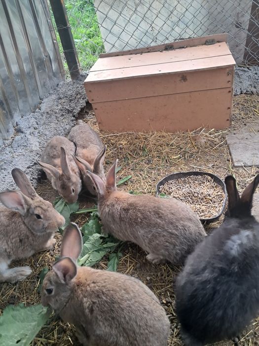 Кролики  продаются.