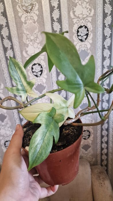 Продам филодендрон Флорида Гост