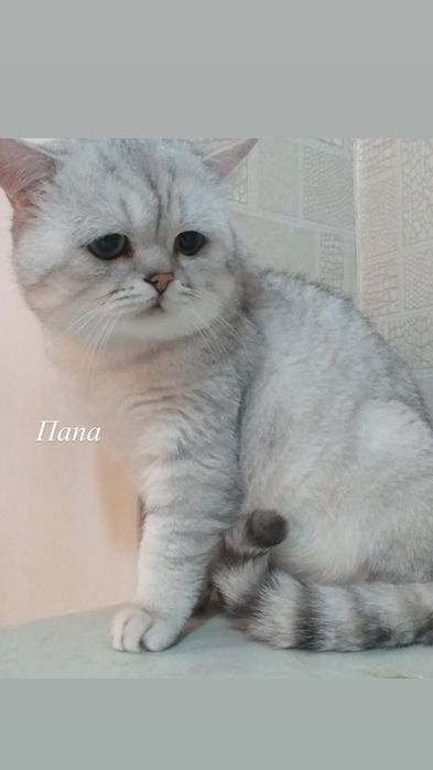 Котенок-девочка 3 месяца