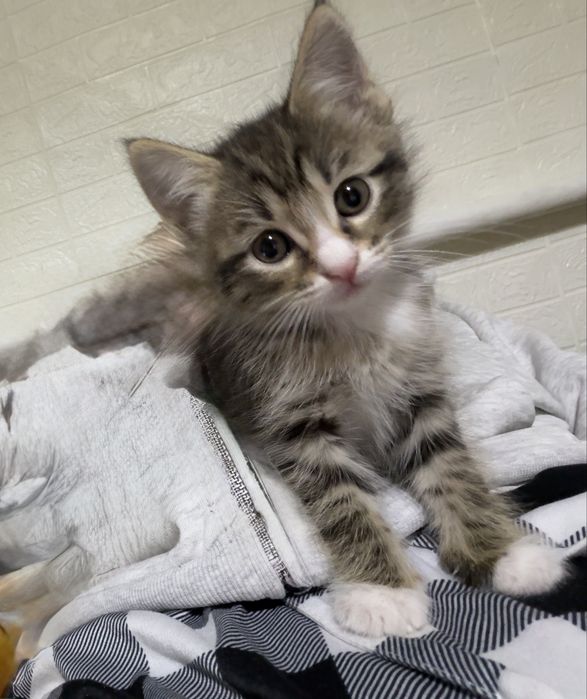 Отдам кошечку в добрые руки)