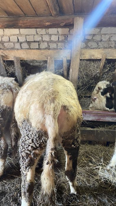 Продам на откорме