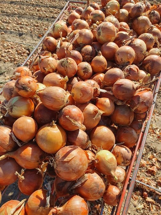 Лук 55 и 85 тенге