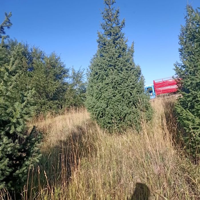 Продаже Ели в ассортименте