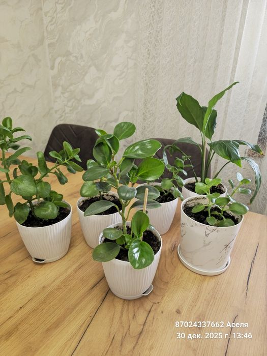 Комнатные цветы много