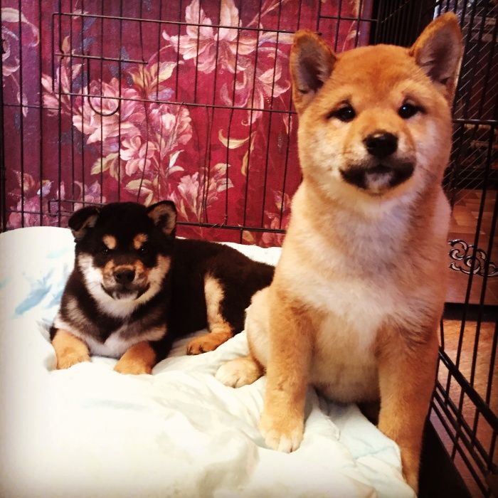 сиба ину на продажу