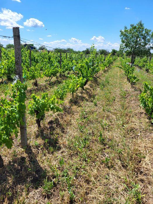 Teren intravilan Valea Calugareasca