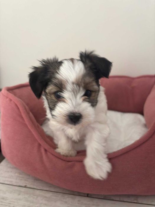 Йоркширски териер - Бивер - С родословие