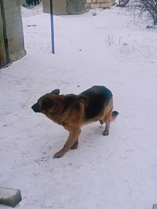 Отдам немецкую авчарку