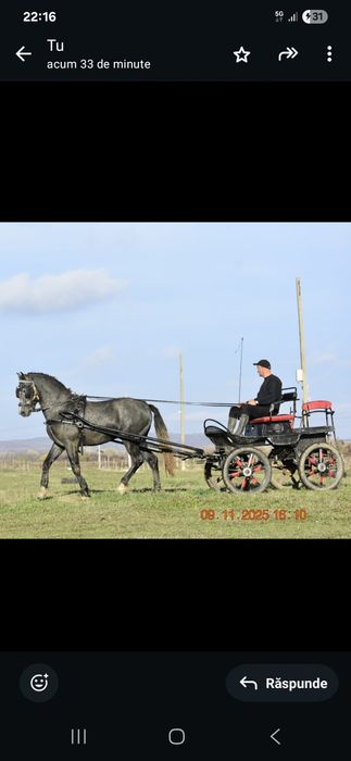 Vând armăsar andaluz PRE 3  ani