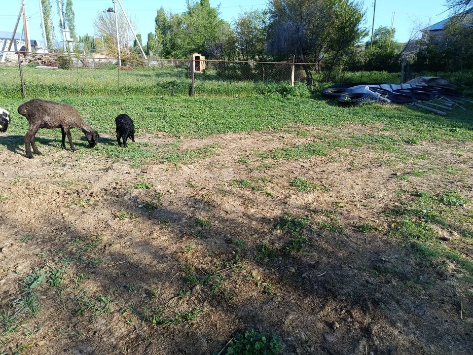 Кой козымен сатамын