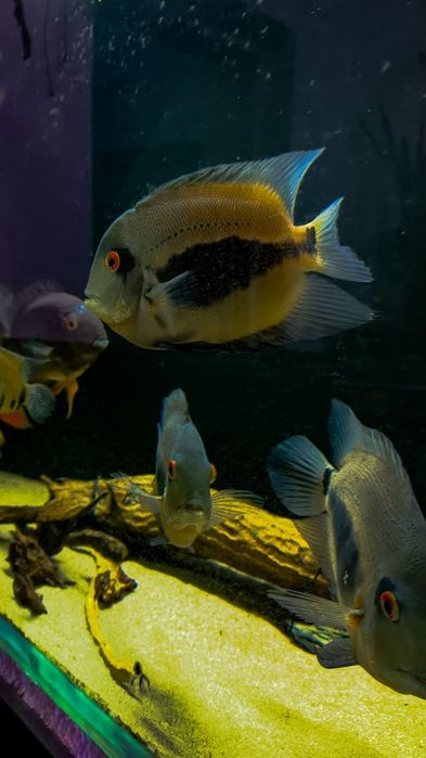 уару клинопятнистая