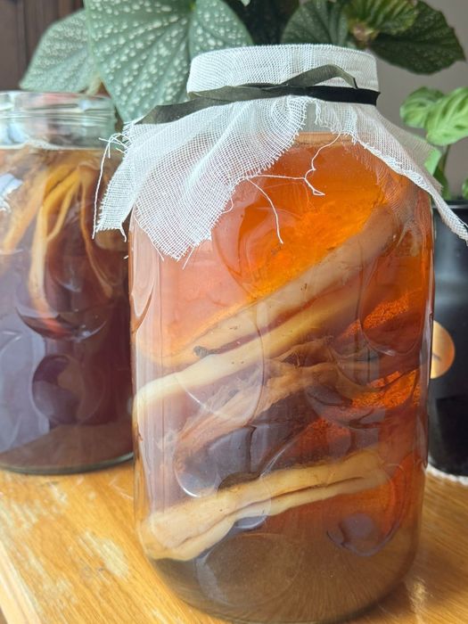 Ciupercă de Kombucha