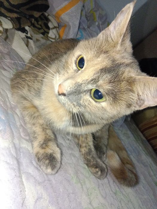 Одам кошку бесплатно