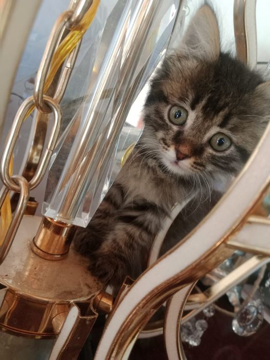 Отдам котят в добрые руки
