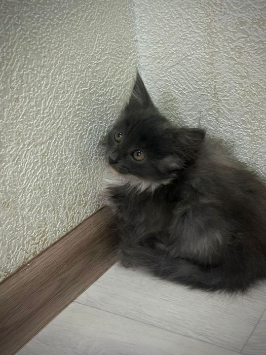 Отдам котят в добрые руки!