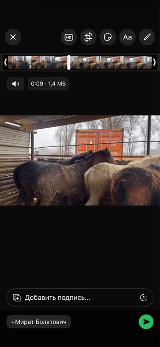 Семыз жылкылар сатылады