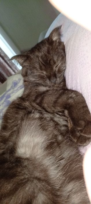 Отдам даром в добрые руки
