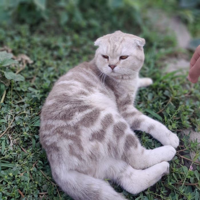 Британская  вислоухая кошка