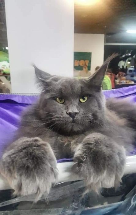 Кошка породы Мейн кун
