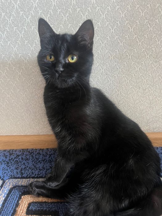 Отдам кошку Блэкки в добрые руки