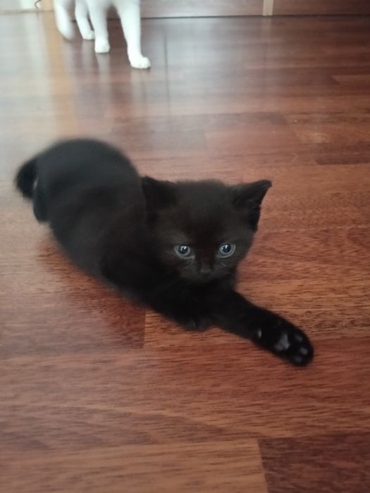 Котенок шотландец