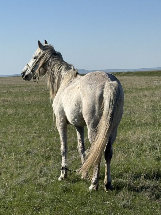 Лошадь ездовая, спокойная!