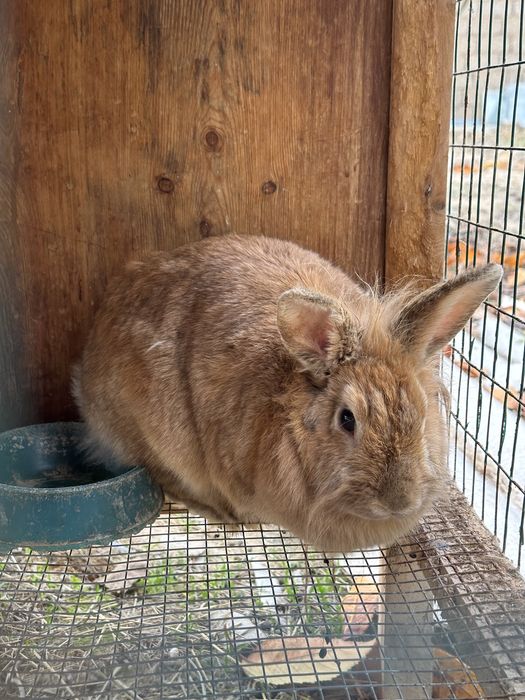 Новозеландский кролик