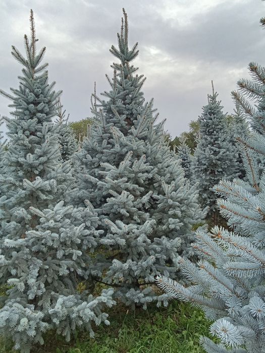 Голубые ёлки крупномеры
