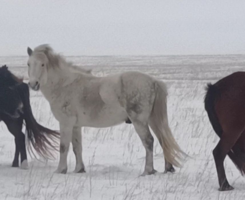 айғыр сатам үйірде жүрген