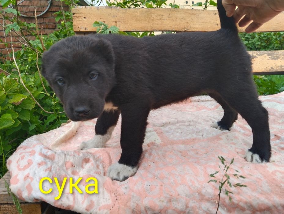 Щенки САО с отл родословной черные