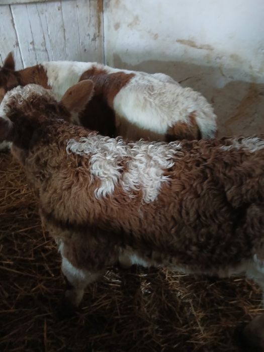 Vand Taurasi baltati