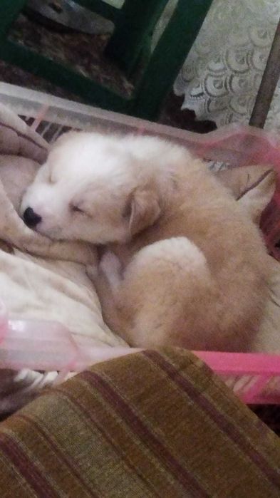 Продаются щенки 2 мес