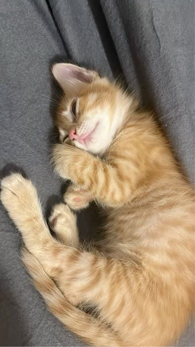 Котенок в добрые руки