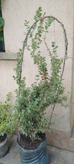 Продавам алое,салвия,евонимус,чашкодрян и делосперма