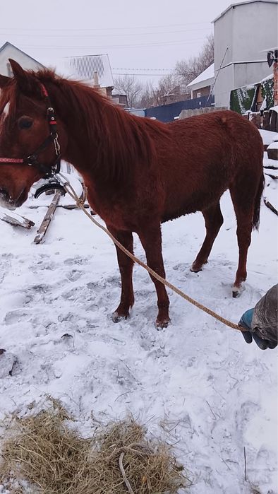 Продам жеребца полукровка