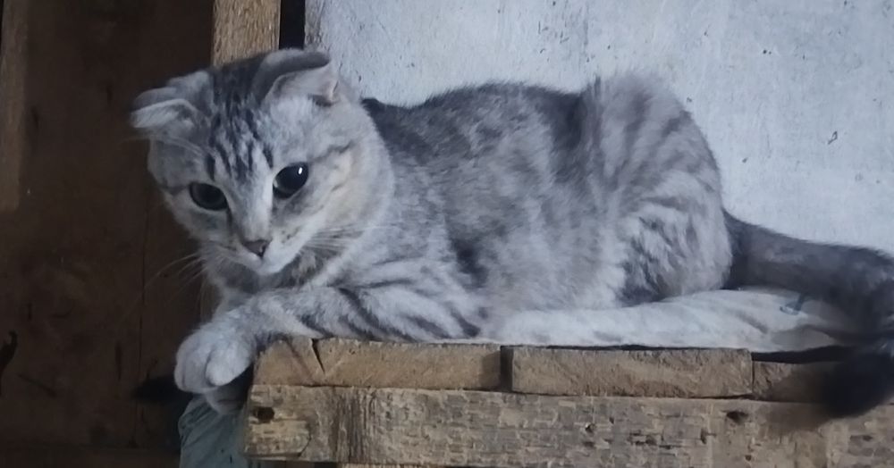 Кошечка ответственным людям