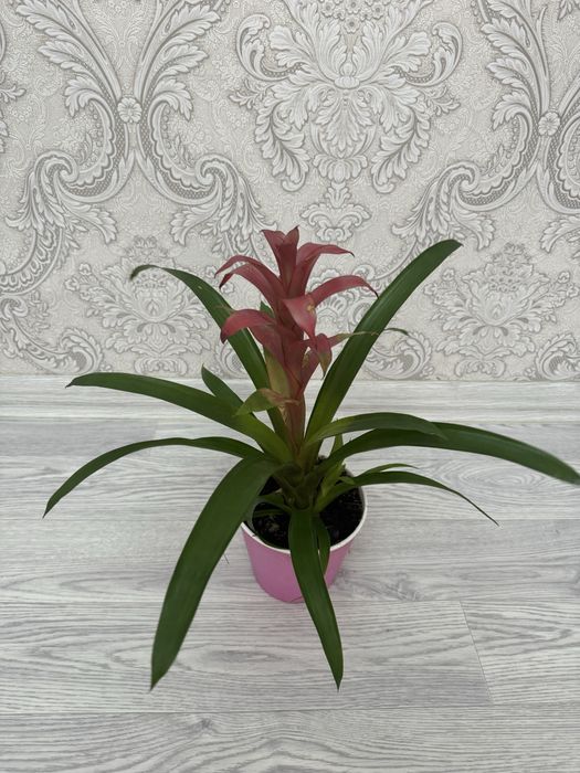 Сердце матери (ГУЗМАНИЯ)