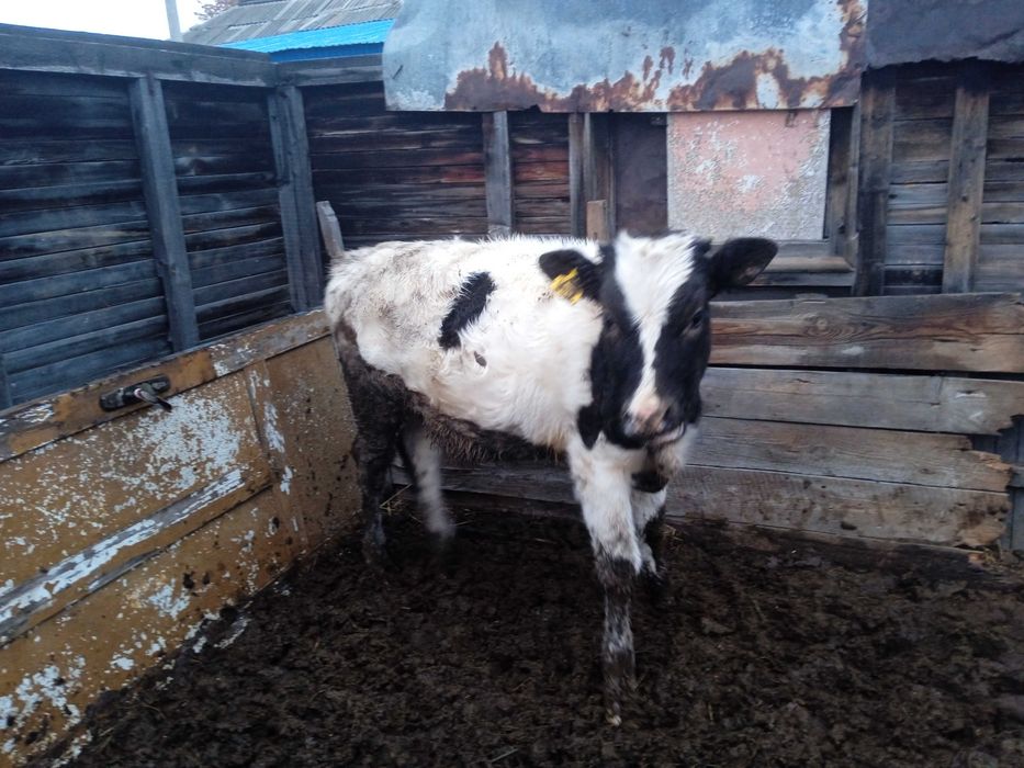 Продам КРС Молодняк