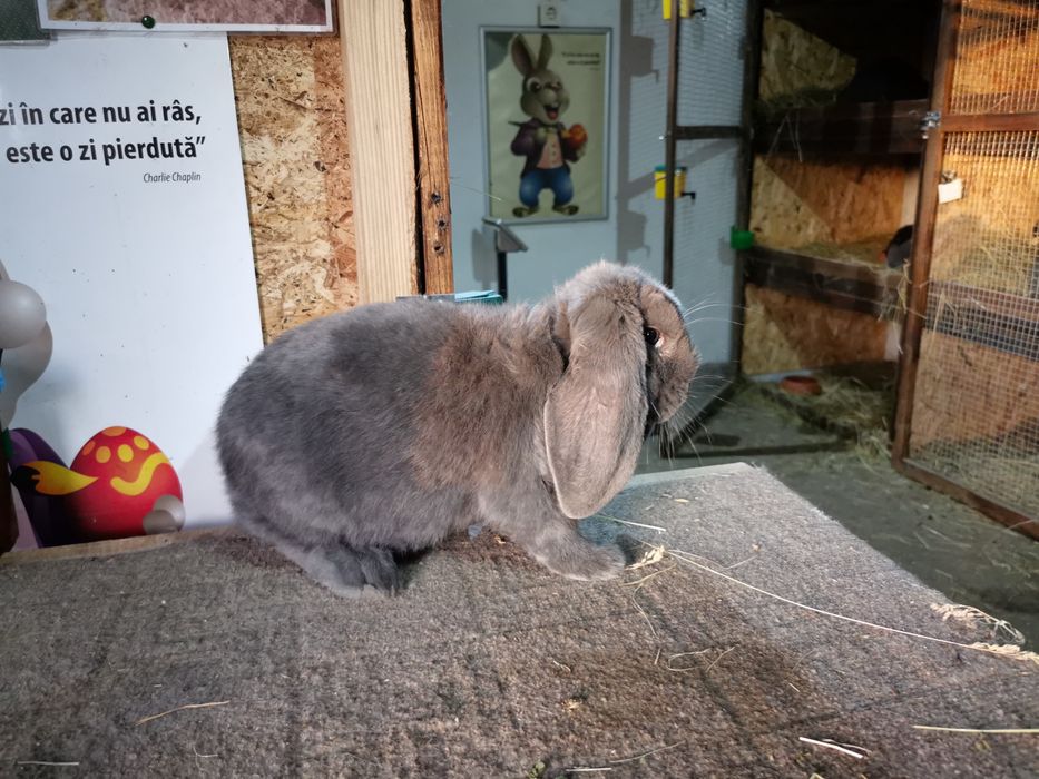 Puiet Berbec German albastru