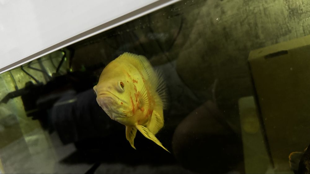 Астронотус оскар