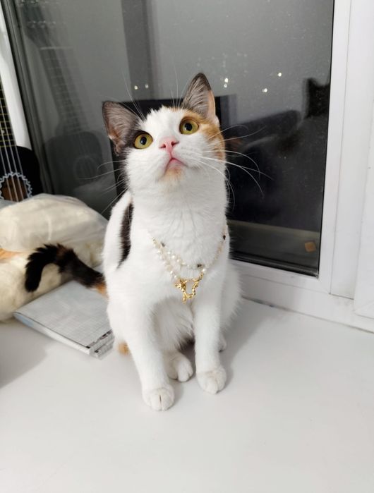 Кошечка в добрые руки