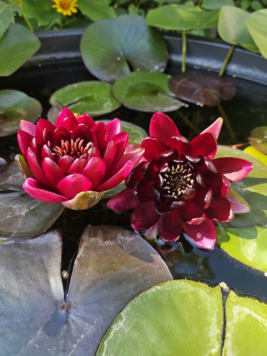 Кувшинка, водная лилия (нимфеи сортовые)