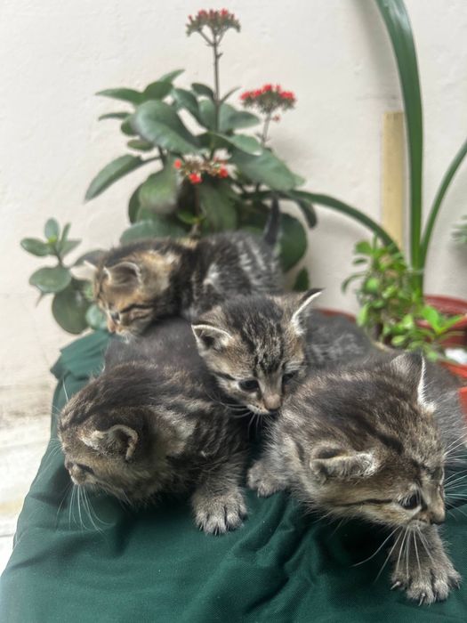 Мушук болалари текинга берамиз яхши бокадиганларга