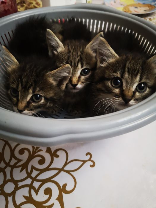 Девочки котенок возраст 2мес