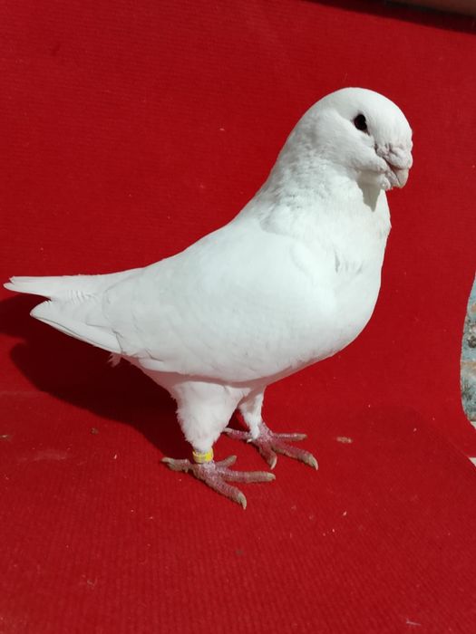 Porumbei AGH de vanzare