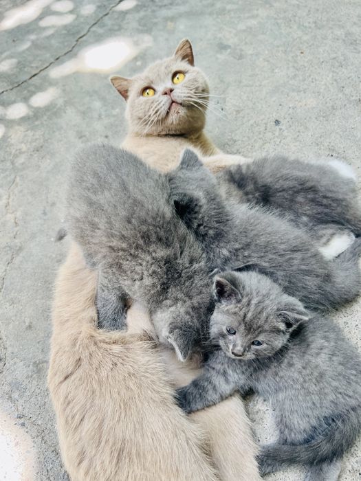 Продается котята