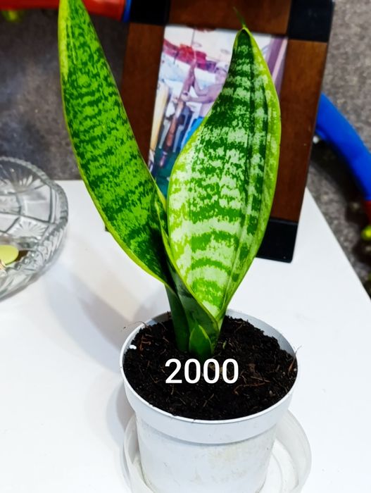 Продам сансиверия